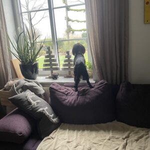 Trennungsstress beim Hund - Grundlagen - eine Aufzeichnung mit Gerrit Stephan