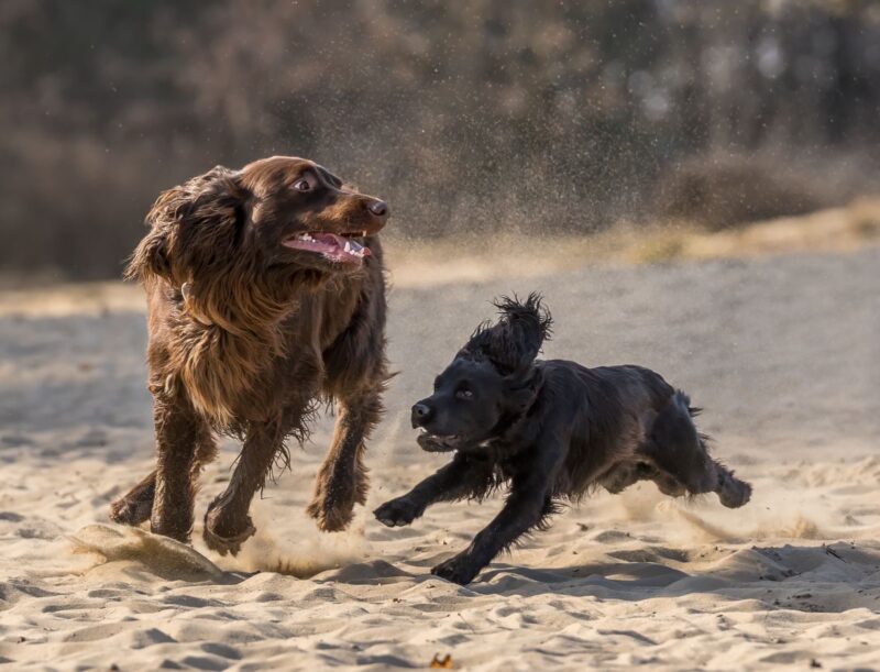 Die Koerpersprache der Hunde untereinander: Hundebegegnungs-Freilauf-Wanderung mit Pia Groening