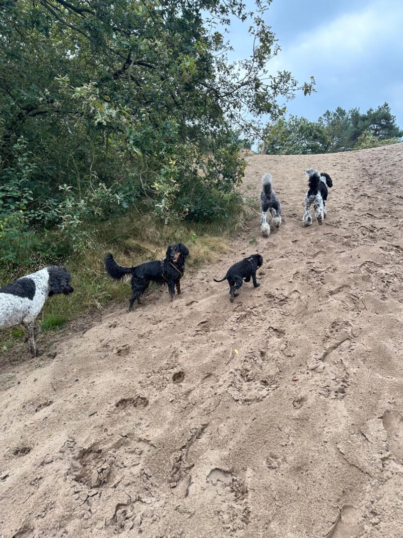 Die Koerpersprache der Hunde untereinander: Hundebegegnungs-Freilauf-Wanderung mit Pia Groening – Bild 3