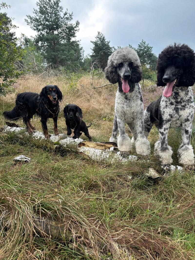 Die Koerpersprache der Hunde untereinander: Hundebegegnungs-Freilauf-Wanderung mit Pia Groening – Bild 4