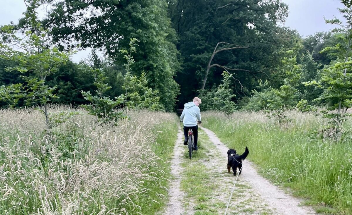 Hund verfolgt Radfahrer