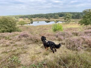 Heide-Ven in Afferden im Hintergrund zu einem Spaniel