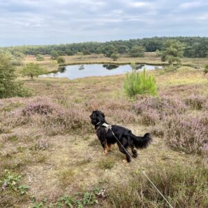 Heide-Ven in Afferden im Hintergrund zu einem Spaniel