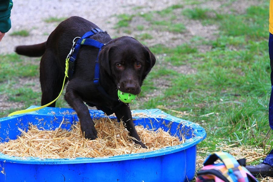 Labrador holt einen Ball aus einer mit Stroh gefüllten Sandmuschel