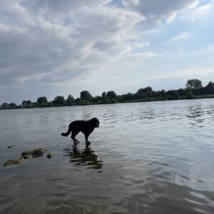 Spaniel steht auf Steinen in der Maas