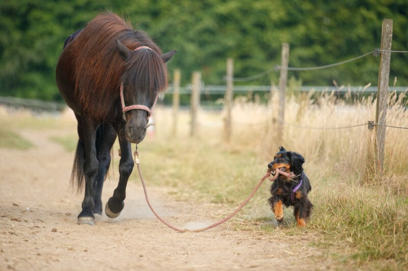 Spaniel apportiert den Führstrick eines braunen Isländers
