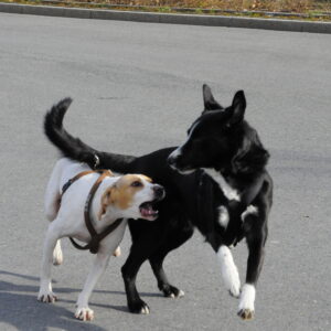 2 Hunde im Spiel