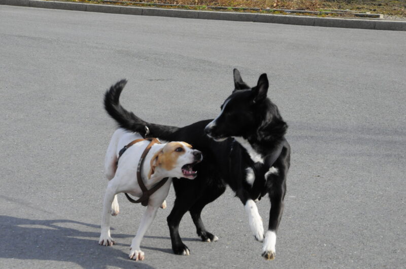 2 Hunde im Spiel