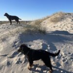 Schoorlse Duinen