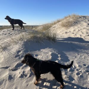 Schoorlse Duinen