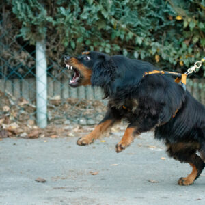 Spaniel reagiert aggressiv an der Leine