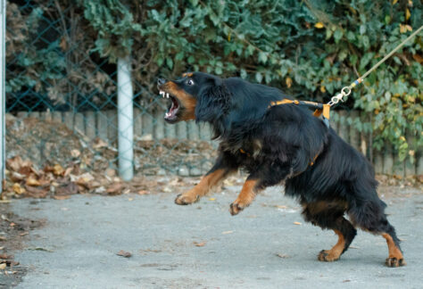 Spaniel reagiert aggressiv an der Leine