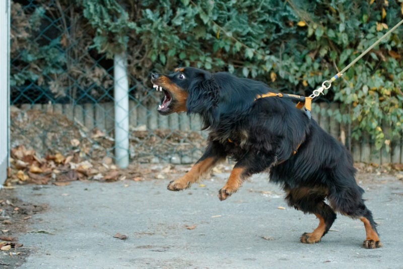 Spaniel reagiert aggressiv an der Leine