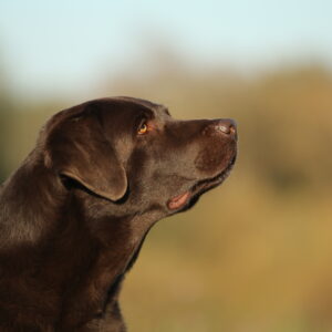Rasse-Special: Retriever-Trainingswanderung mit Pia Gröning
