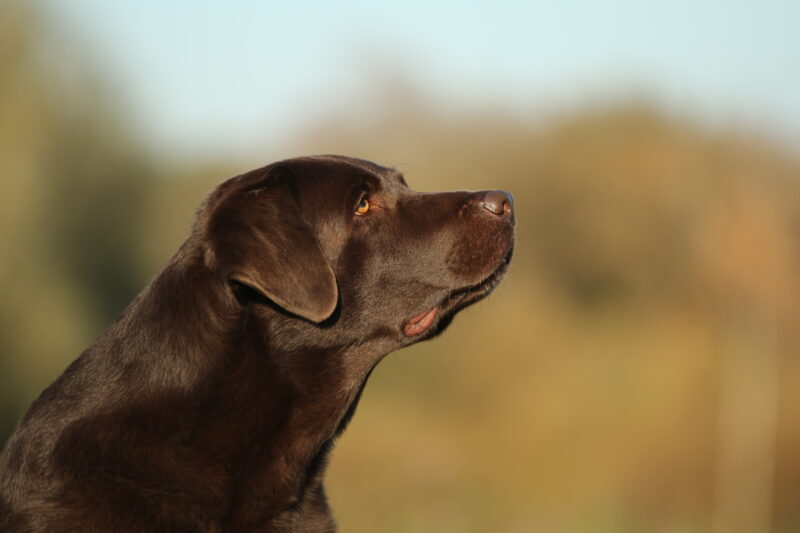 Rasse-Special: Retriever-Trainingswanderung mit Pia Gröning