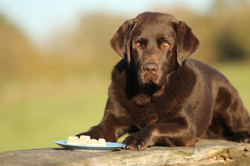 Onlinevortrag Futtermittelallergie beim Hund - mit Dr. med. vet. Rebecca Huhmann [Digital]