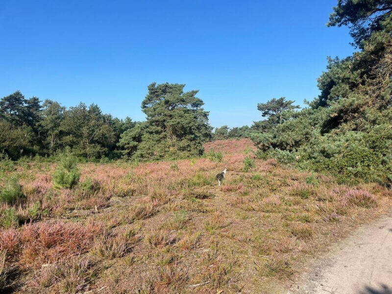 Pudel in der Heide in Afferden