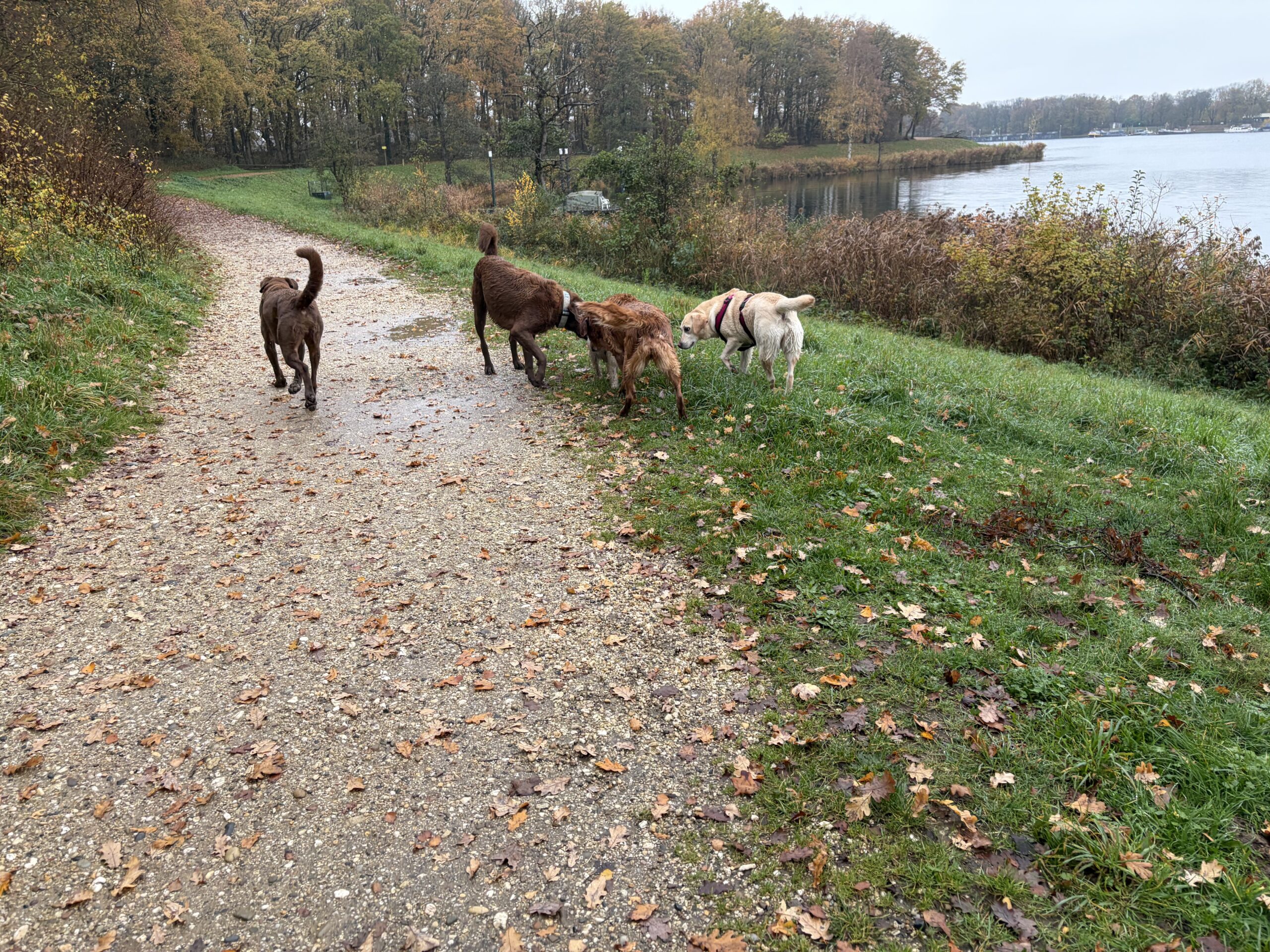 Rasse-Special: Retriever-Trainingswanderung mit Pia Gröning – Bild 2