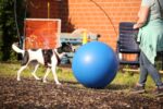 Mix treibt einen blauen Treibball auf seinen Menschen zu