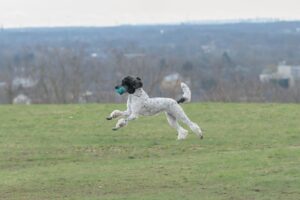 Pudel apportiert ein Dummy