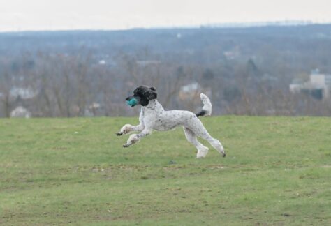 Pudel apportiert ein Dummy