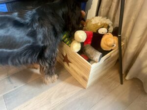 Spaniel Alison schaut in ihre Spielzeugkiste.