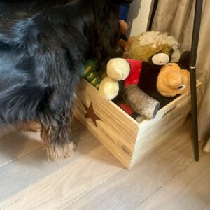 Spaniel Alison schaut in ihre Spielzeugkiste.