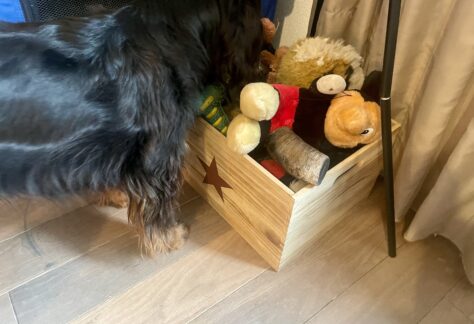Spaniel Alison schaut in ihre Spielzeugkiste.
