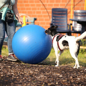 Treibball - spielerische Distanzarbeit - Workshop fuer EinsteigerInnen mit Pia Groening