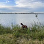 Irish Setter steht an einem Baggersee in Ven Zelderheide