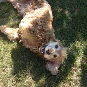 "Alter Hund? - Na und!" – mit Dr. Lara Steinhoff