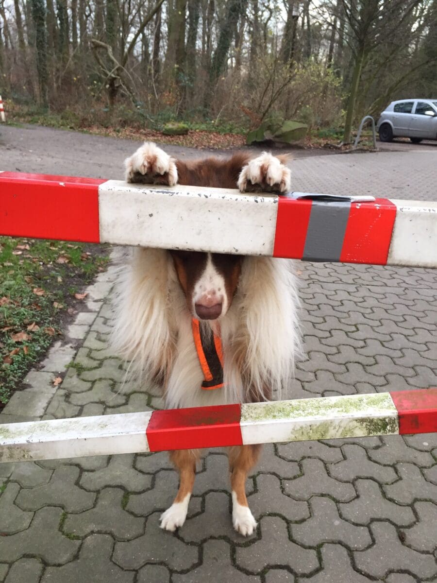 Australian Shepherd zeigt den trick KuckKuck an einer Schranke